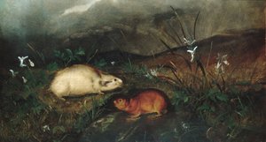 Hudsons Bay lemming, 1846
