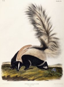 Grote Staart Skunk, 1846