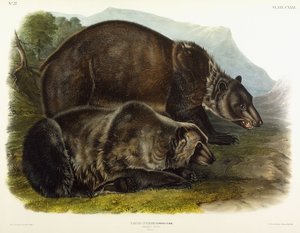 Mannelijke grizzlybeer, 1848