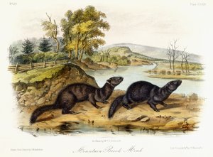 Bergbeekmink, ca. 1849-1854