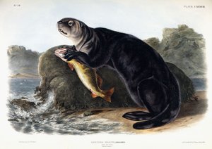 Zeeotter, jonge man, 1848