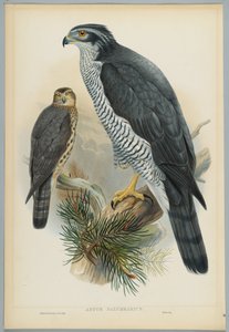 Astur Palumbarius - Havik, getekend door J. Wolf, gegraveerd door H. C. Richter