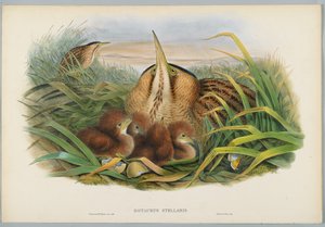 Botaurus Stellaris - Roerdomp, gegraveerd door H. C. Richter