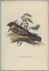 Caprimulgus Ruficollis door John after Gould