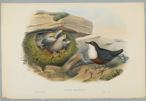 Cinclus Aquaticus - Waterspreeuw, gegraveerd door H. C. Richter