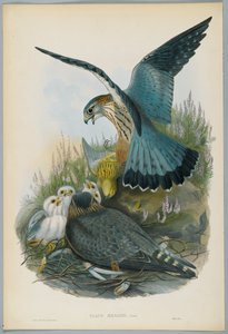 Falco Aesalon - Smelleken, getekend door J. Wolf, gegraveerd door H. C. Richter door John after Gould