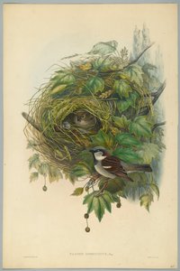 Passer Domesticus - Huismus, gegraveerd door H. C. Richter