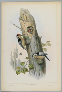 Picus Minor - Kleine Bonte Specht, gegraveerd door H. C. Richter