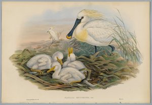 Platalea Leucorodia - Lepelaar en jongen, gegraveerd door H. C. Richter