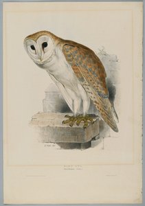 Strix Flammea - Kerkuil