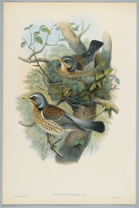 Turdus Pilarus - Kramsvogel, gegraveerd door H. C. Richter door John after Gould