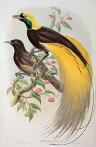 Paradijsvogel: Groter, Paradisaea Apoda