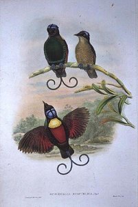 Wilsons Diphyllodes Respuhlica - Paradijsvogel