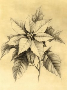 Elegante tekening van een kerstster door Jolly and Dash