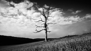 Het Goodwood Estate in West Sussex, VK, 2020 (foto) door Jon Nicholson