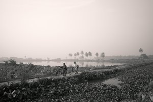 Wetlandvissen in Kolkata, 2016 (foto)