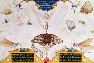 Diptiek met bloemen en insecten, 1591 door Joris Hoefnagel