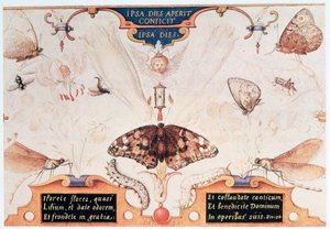Diptiek met bloemen en insecten, 1591 door Joris Hoefnagel