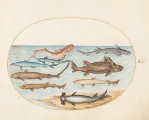 Vis, ca. 1575-80