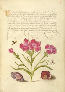 Insect, Lieveheersbeestje, Spin, Zeeweekdier en Oog van Santa Lucia door Joris Hoefnagel