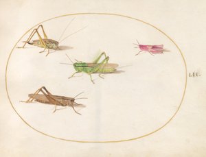 Insecten, ca. 1575-80 door Joris Hoefnagel