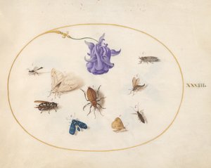 Insecten, ca. 1575-80 door Joris Hoefnagel