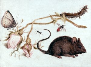 Muis, Bloem en Insect door Joris Hoefnagel