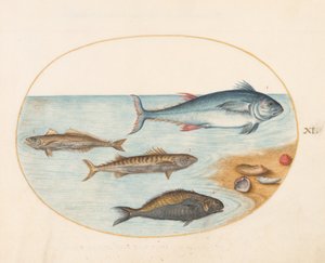 Plaat 11: Vier vissen en schelpen