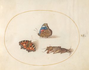 Blad 11: Kleine Vos en Atalanta Vlinders met een Molkrekeltje