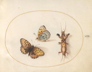 Twee weergaven van een vlinder (zilveren rand fritillaria?) en een molkrekel door Joris Hoefnagel