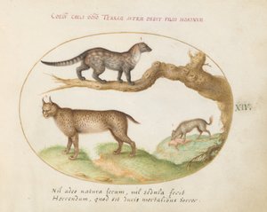 Plaat 14: Een Civet, een Lynx en een Hyena
