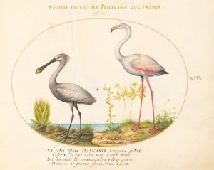 Plaat 14: Lepelaar en Flamingo door Joris Hoefnagel