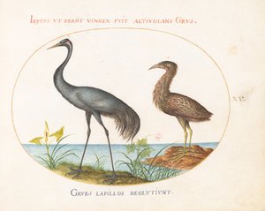 Kraanvogel en roerdomp(?) door Joris Hoefnagel