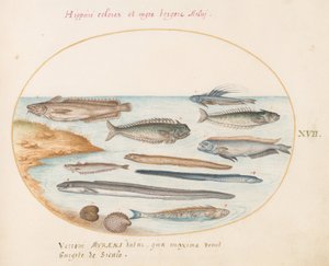 Blad 17: Een Kabeljauw, Weevervis, Paling en Andere Vissen