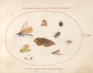 Plaat 18: Twee Vlinders en een Mot met een Libel, Twee Mieren en Vier Andere Insecten