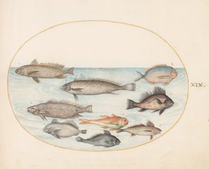 Afbeelding 19: Een damselfish en andere vissen, waaronder twee „Coracinis” door Joris Hoefnagel