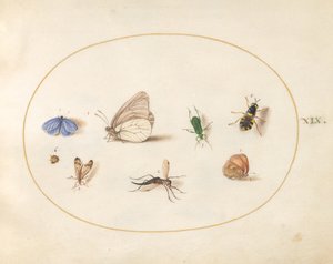 Plaat 19: Twee Vlinders met Vijf Andere Insecten