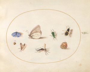 Plaat 19: twee vlinders met vijf andere insecten door Joris Hoefnagel