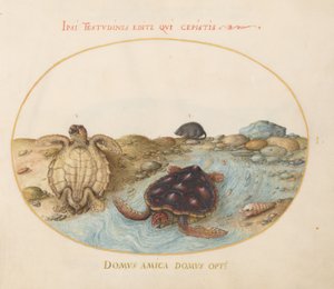 Plaat 1: Schildpadden, een Muskusrat en Schelpen