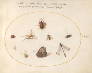 Plaat 21: Een Vlinder met een Libel, een Lieveheersbeestje en Vijf andere Insecten