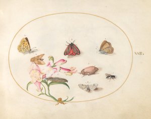 Plaat 22: Vlinders met andere insecten en een leeuwenbek door Joris Hoefnagel