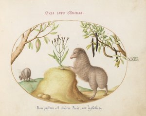 Een Vetstaart Schaap, een Schaap met een Lange Staart, een "Cassia purgatrix," en Andere Planten (plaat 23) door Joris Hoefnagel