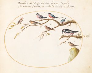Plaat 25: Grote bonte specht, goudvinken, mussen en andere vogels door Joris Hoefnagel