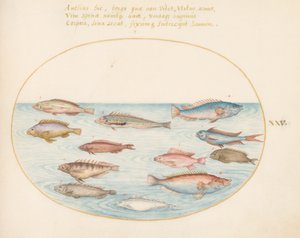 Middellandse Zee Regenbooglipvis, Andere Lipvissen, een Zwaluwstaart Zeebaars(?), Verschillende "Anthiae," en Andere Vissen (plaat 25) door Joris Hoefnagel