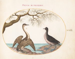 Plaat 26: Aalscholver en Meerkoet