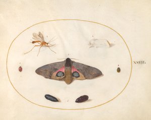 Plaat 27: Twee Motten, Twee Poppen en Andere Insecten door Joris Hoefnagel