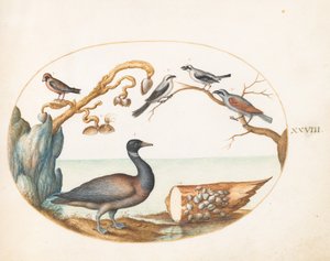 Plaat 28: Barnacle gans met klauwieren en andere vogels door Joris Hoefnagel