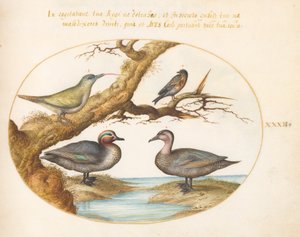 Plaat 32: Een groen gevleugelde taling, een jonge groene specht en twee andere vogels door Joris Hoefnagel