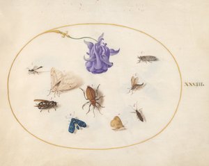 Plaat 33: Mot en Vlinder met andere Insecten en een Akeleibloem door Joris Hoefnagel