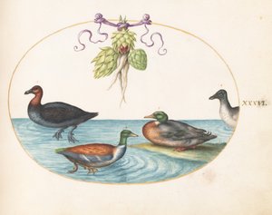 Plaat 36: Roodborstzaagbek, Slobeend en twee andere watervogels met artisjokken